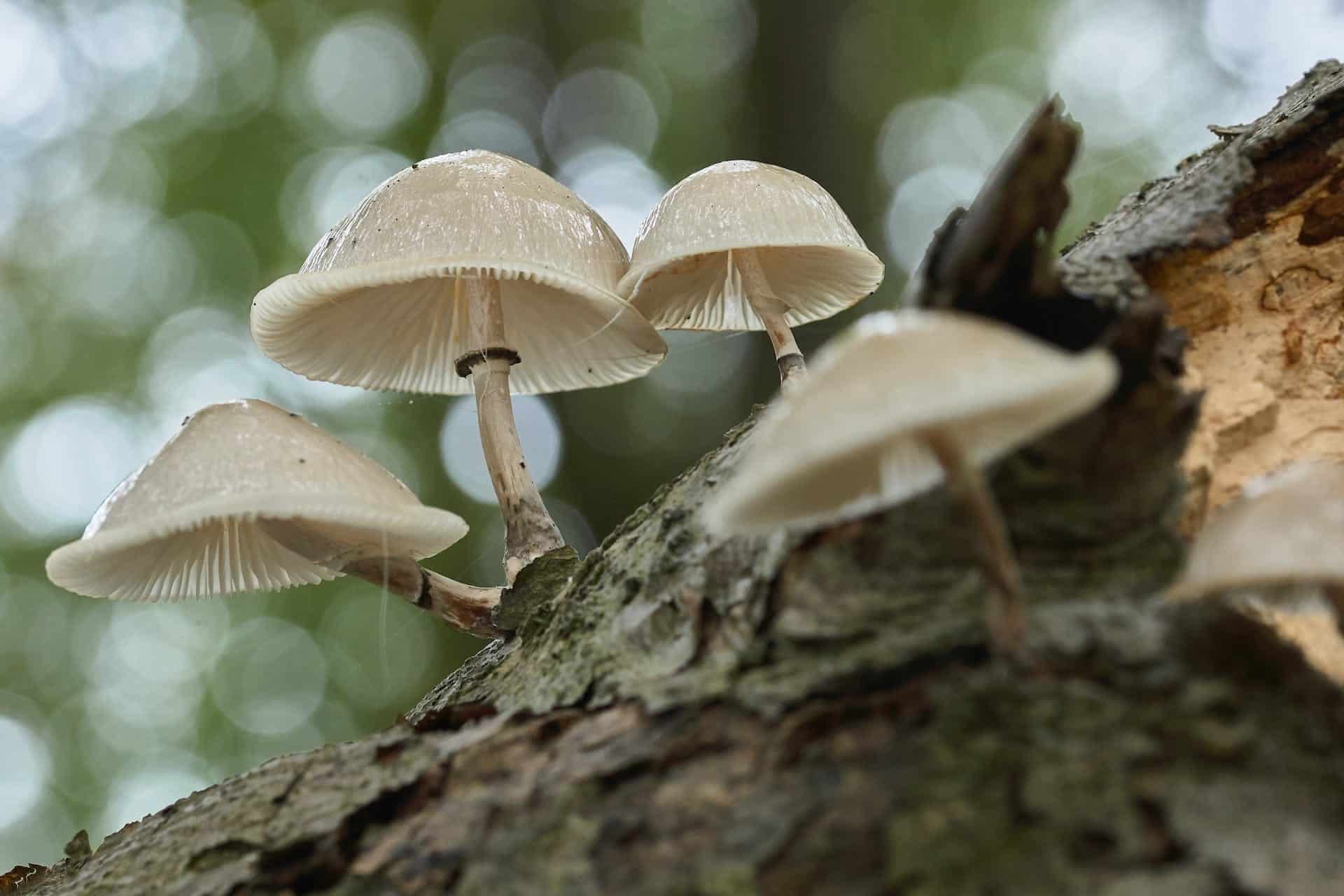 Maximizing The Benefits Of Mushroom Supplements