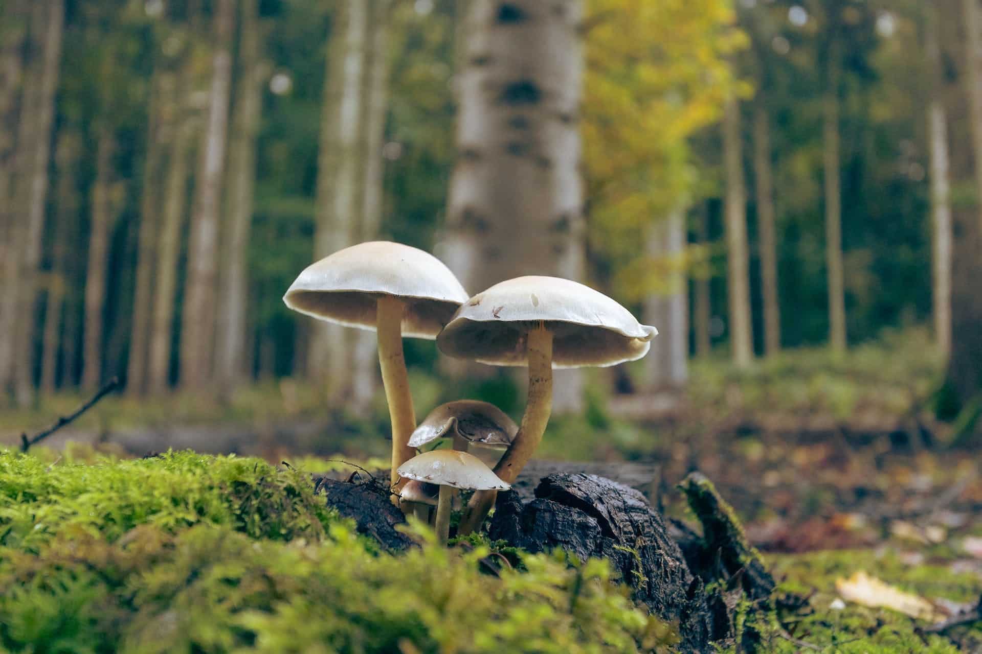 White button mushroom 