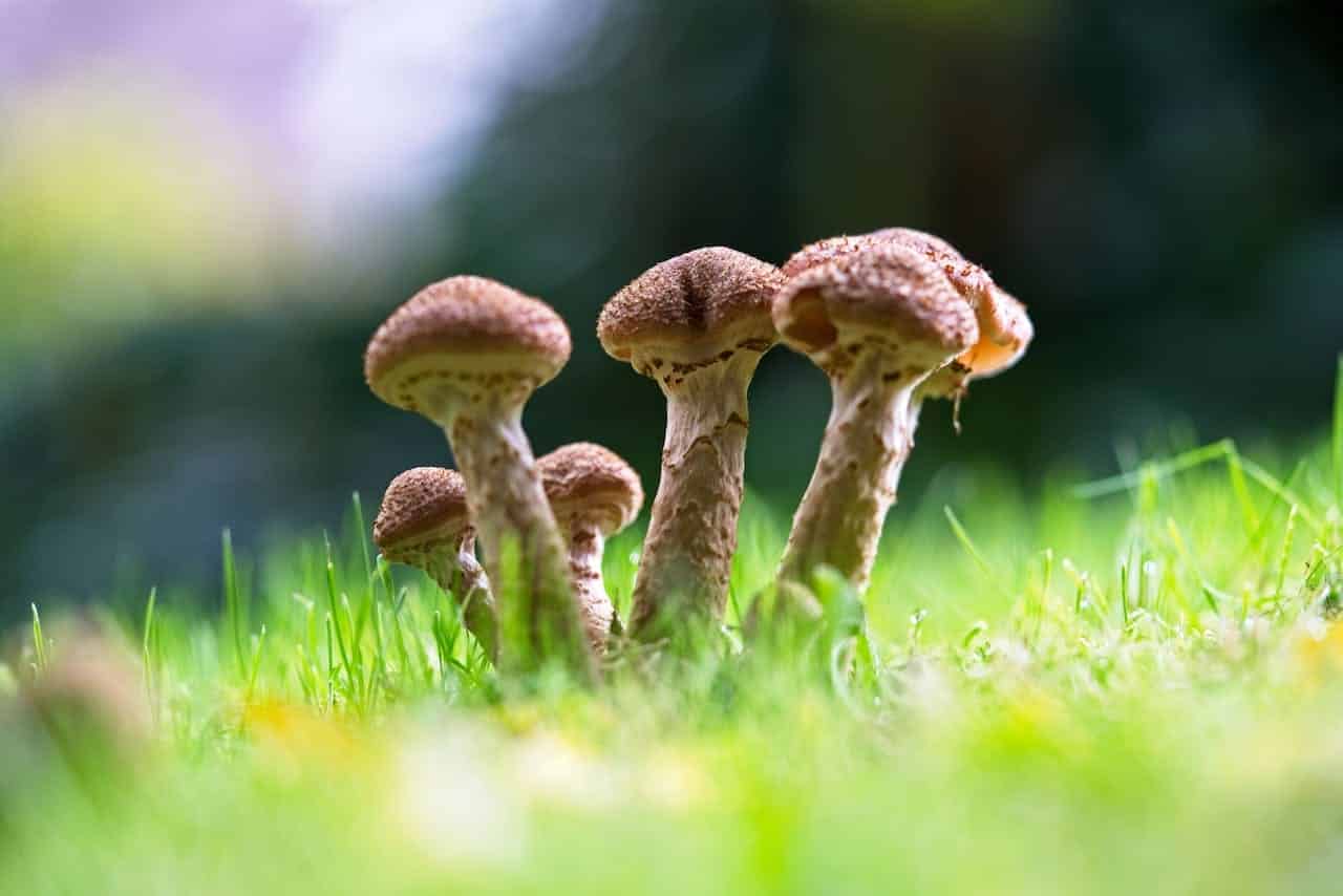 Mushroom Supplement For ADHD