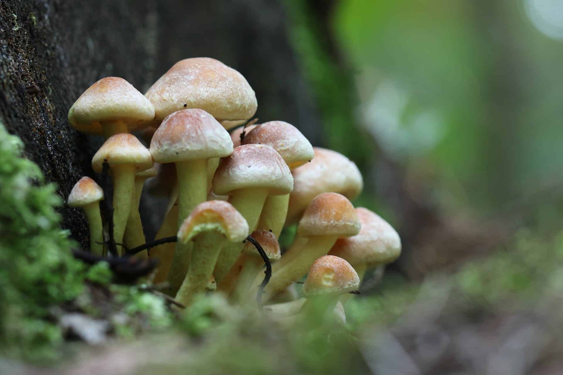 Understanding Mushroom Substrate Supplementation